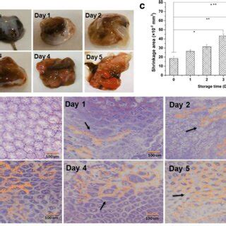 Typical Tem Images Of L Vannamei Hepatopancreas Tissue During Cold