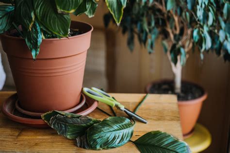 7 Signs You Re Overwatering Your Plants And How To Fix It