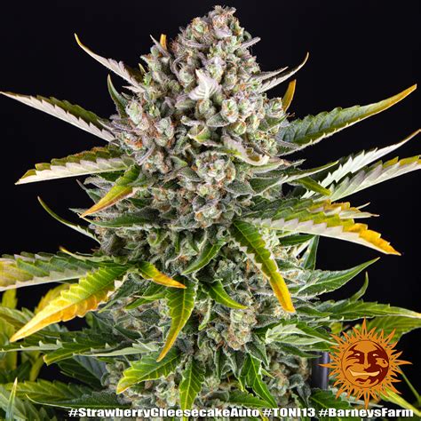 STRAWBERRY CHEESECAKE AUTO BARNEYS FARM Sementes De Cannabis