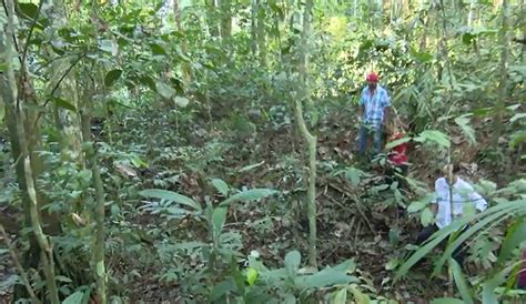 V Deo Novos Geoglifos S O Encontrados Em Rea De Floresta Na Reserva