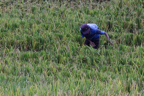 InfoPublik BATANG PADI UNTUK PAKAN TERNAK