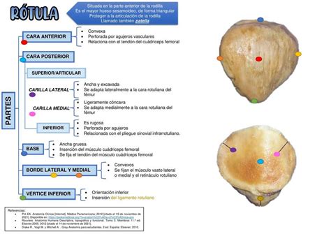 Anatomia Udocz