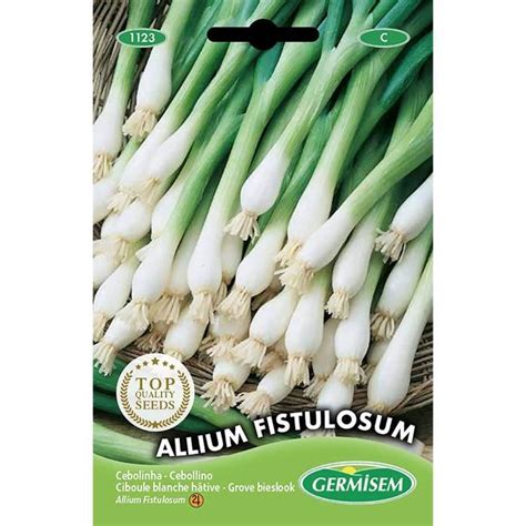 Graines Ciboule blanche hâtive ALLIUM FISTULOSUM 64 Cdiscount Jardin