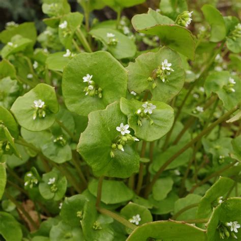 Winter Purslane