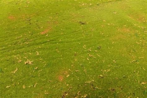 Искусственный мох в рулоне "Древесный" ⋆ Напольные покрытия Ирбис