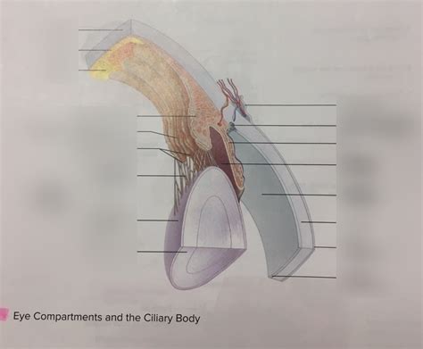 Eye Compartments and the Ciliary Body (1/2) Diagram | Quizlet