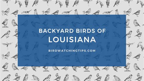 Popular Backyard Birds of Louisiana (With Pictures) - Birdwatching Tips