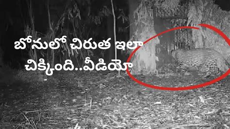 తిరుమల చిరుత ఇలా చిక్కింది Tirupati Chirutha Puli Incident Tragedy In