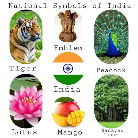 National Symbols Of India Tigers Peacocks Lotuses Mango Trees