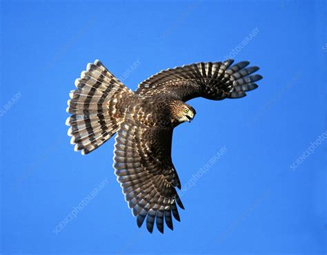 Cooper's hawk - Stock Image - Z832/0143 - Science Photo Library