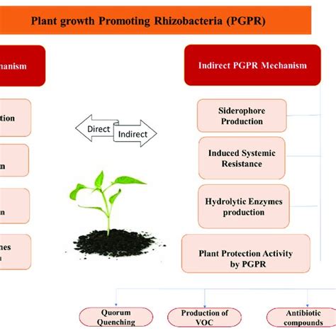 Direct And Indirect Mechanisms Of Plant Growth Promoting Activities Of