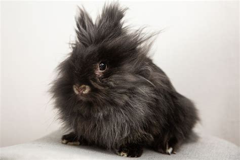 47 Rabbit Breeds to Keep as Pets