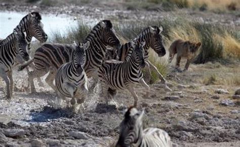 How Fast Can a Zebra Run? | Gone Outdoors | Your Adventure Awaits