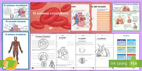 Pack De Recursos El Sistema Circulatorio Para Niños