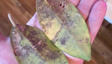 5 Reasons For Poinsettia Leaves Turning Yellow Plants Craze