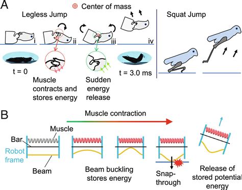 Insect Scale Jumping Robots Enabled By A Dynamic Buckling Cascade Pnas