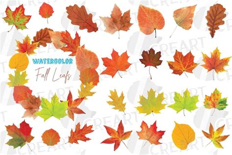 Autumn leaves decor clip art. Printable watercolor fall leaf