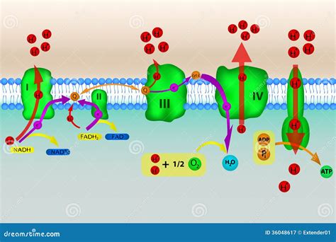 Oxidative Phosphorylation Vector Illustration Labeled Metabolism Scheme