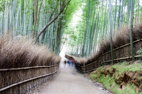 Arashiyama Bamboo Grove In Kyoto Wonders Of Japan