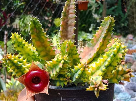 Huernia Zebrina Variegata Blog De Cactus Y Suculentas