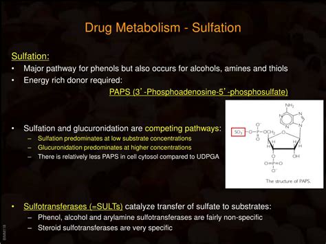 Ppt Drug Metabolism And Elimination Powerpoint Presentation Free