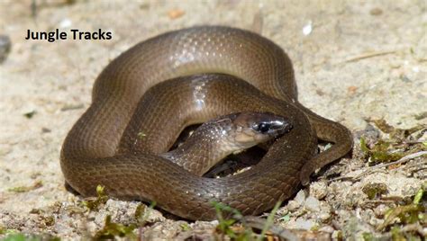 7 Fascinating Brown Snakes Found in Texas - Jungle Tracks