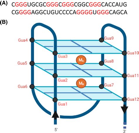 Nucleic Acid Sequence And Secondary Structure Of Gquadruplex A The