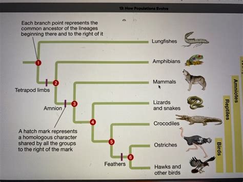 Biol Ch Questions How Populations Evolve Flashcards Quizlet