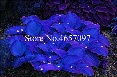 Mixed Hosta Pcs Perennial Lily Seeds Bestseedsonline Free