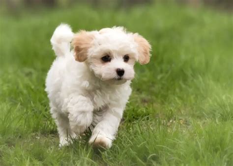 Teacup Maltese Complete Breed Profile: Size, Temperament and More ...