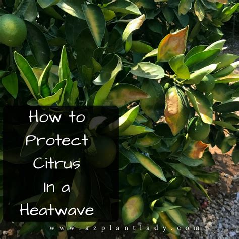 How To Protect Citrus Trees From A Heatwave