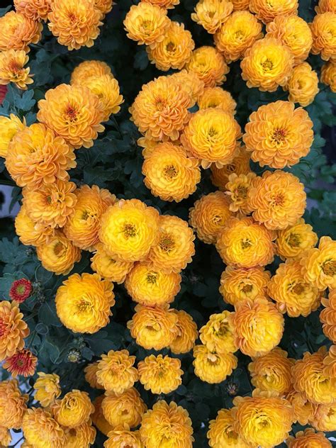 Хризантема мультифлора Gigi Gold (0,1л) - Завод ФЛОРА