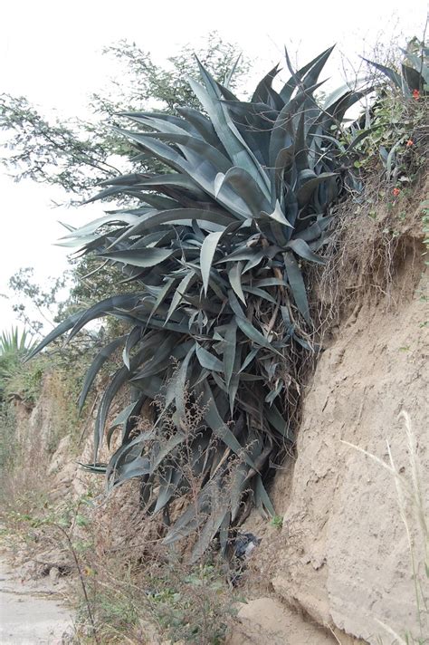 Agave Cordillerensis Cabuya Negra Nombre Cient Fico Flickr