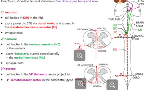 Dorsal And Medial Lemniscus Pathway Flashcards Quizlet