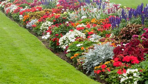 Garden Flowering Plants | atelier-yuwa.ciao.jp