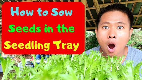 How To Sow Seeds In The Seedling Tray Paano Mag Punla Ng Buto Sa