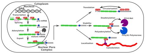 Cells Free Full Text Functions Of Rna Binding Proteins In