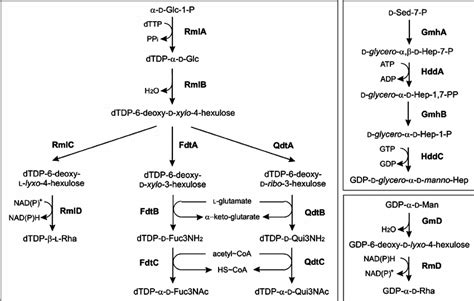 Overview Of Nucleotide Sugar Biosynthetic Pathways Involved In S Layer