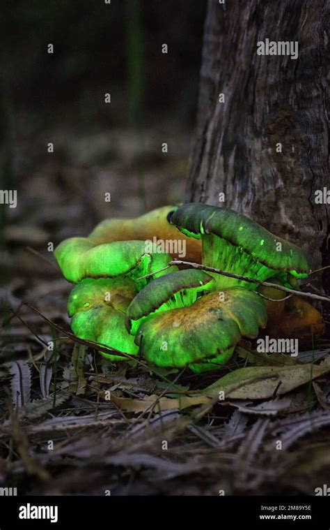 Ghost Fungus Omphalotus Nidiformis Glowing With Bioluminescence Stock