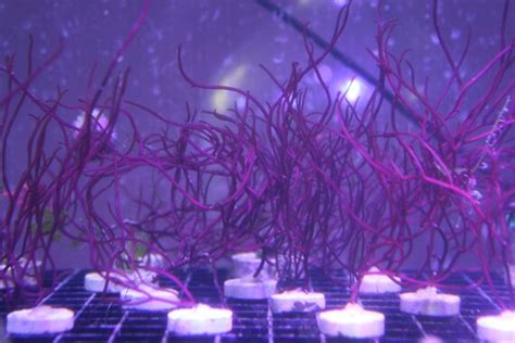 Red Gracilaria Tikvahiae Live Macro Algae Saltwater Marine Etsy