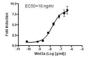 Transfection Collection Tm Tcf Lef Transient Pack Wnt Beta Catenin