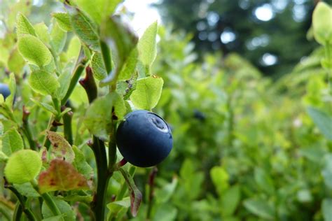 Fotos gratis árbol naturaleza rama flor Fruta baya hoja comida