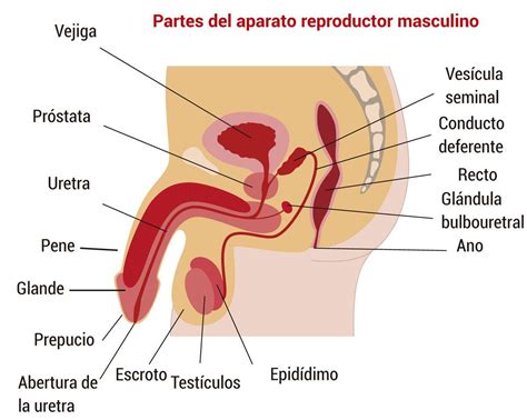 La Relaci N De Los Sistemas Nerviosos Y Reproductivo Mind Map