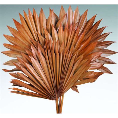 Dried Sun Palm Leaf Fans Palm Leaf Fans