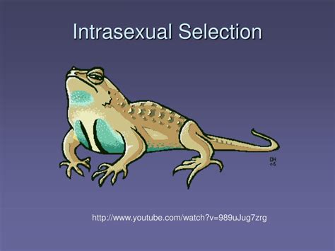 Ppt Sexual Selection Powerpoint Presentation Free Download Id473300