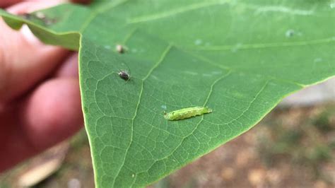 Hoverflies – Bee mimics provide pollination and biocontrol services – EcoIPM