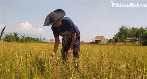 Jeritan Petani Sulsel Dan Pupuk Subsidi Yang Kian Langka Pilhi Sorot