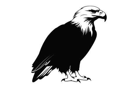 Flying Bald Eagle black and white Silhouette vector, A Bald Eagle black ...