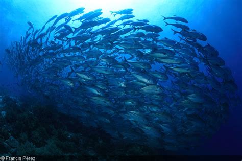 Photographing Schooling Fish