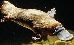 Platypus - Adaptations